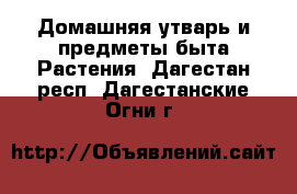 Домашняя утварь и предметы быта Растения. Дагестан респ.,Дагестанские Огни г.